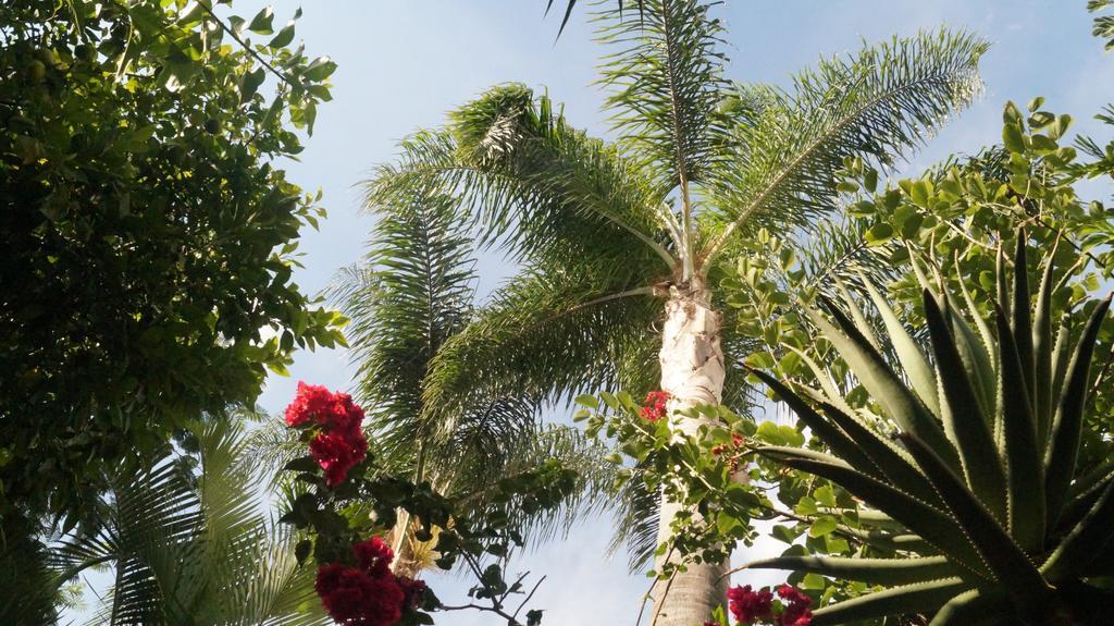 Casa De Las Flores Bed & Breakfast Tlaquepaque Ngoại thất bức ảnh